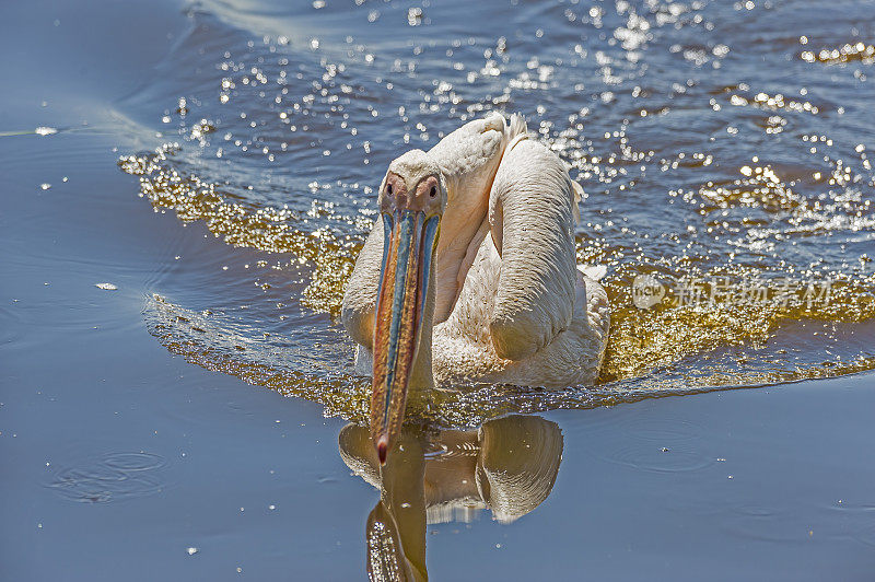 大白鹈鹕(Pelecanus onocrotalus)也被称为东方白鹈鹕，玫瑰色鹈鹕或白鹈鹕是鹈鹕科的一种鸟。在肯尼亚纳库鲁国家公园游泳。反射。